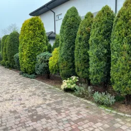 Równy szpaler tuj i innych krzewów oddzielający dom od brukowanej ścieżki.