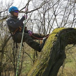 ArboLas -usługi ogrodnicze i leśne - Arborysta w kasku i okularach, zabezpieczony linami, siedzi na grubej, omszałej gałęzi drzewa podczas pracy w Osieku. W tle gołe gałęzie i zieleń.