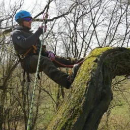 Arborysta w kasku i okularach, zabezpieczony linami, siedzi na grubej, omszałej gałęzi drzewa podczas pracy w Osieku. W tle gołe gałęzie i zieleń.