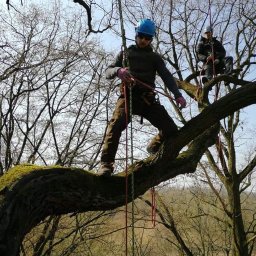 Wycinka drzew Osiek 4