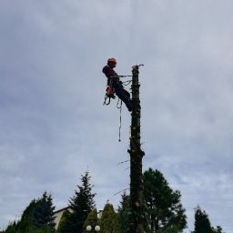 ArboLas -usługi ogrodnicze i leśne - Perfekcyjna Ścinka Drzew w Staszowie