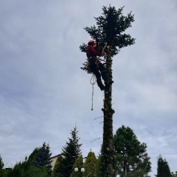 Wycinka drzew Osiek 2