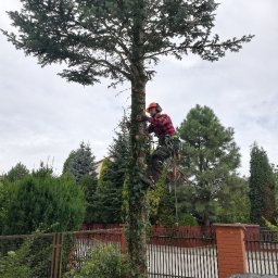 ArboLas -usługi ogrodnicze i leśne - z Górnej Półki Trawniki z Rolki Staszów