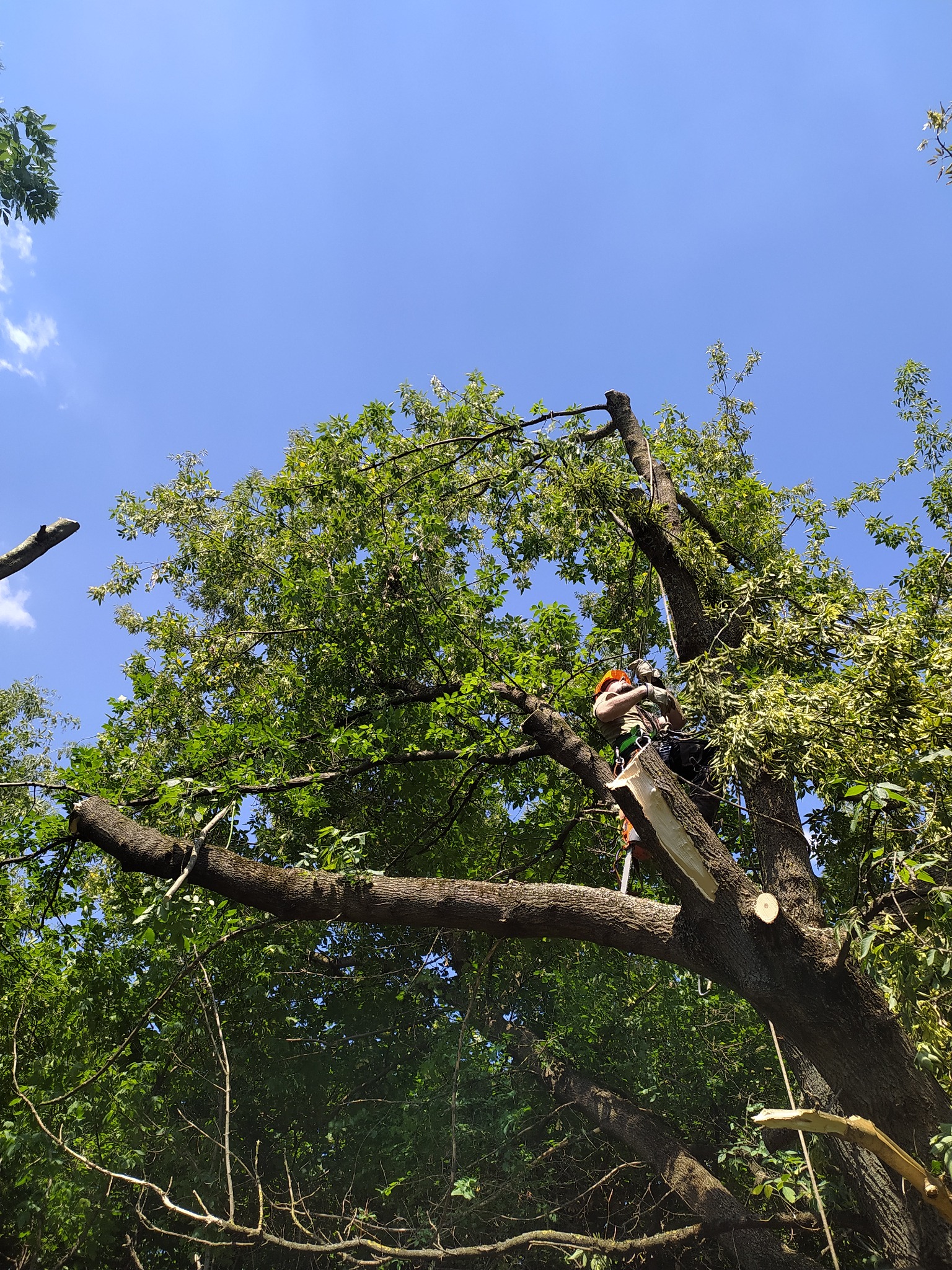 Arborysta w kasku i uprzęży, zabezpieczony liną, przycina gałęzie drzewa z użyciem piły łańcuchowej, widok z dołu na tle błękitnego nieba.