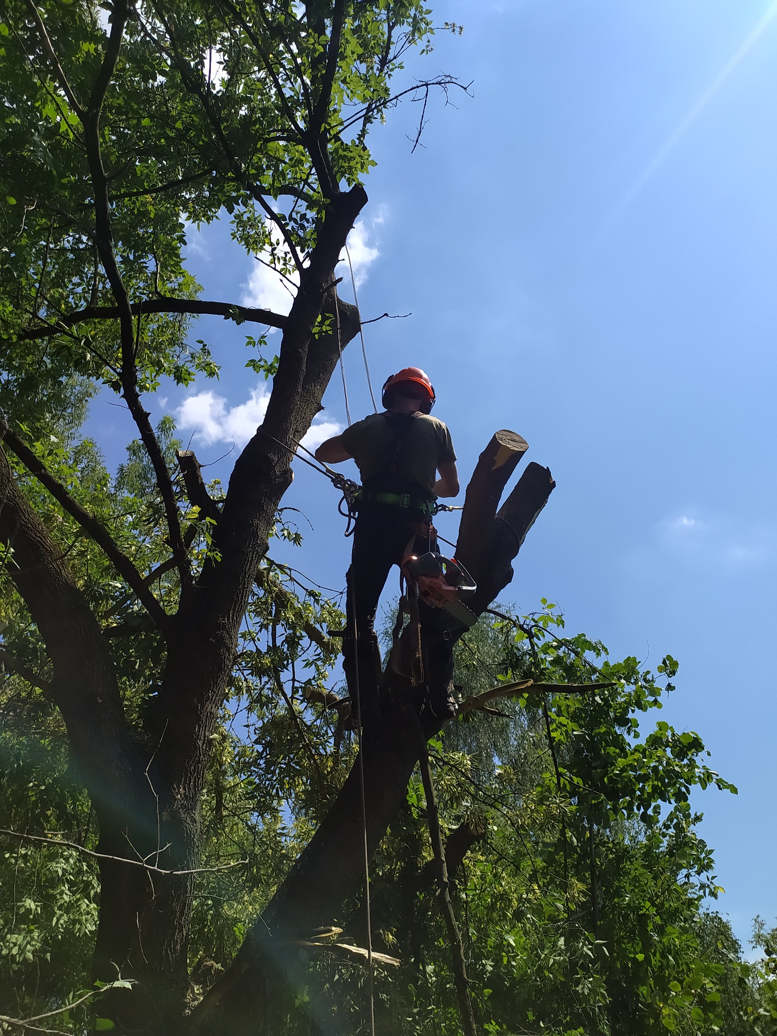 Arborysta w kasku i uprzęży, z piłą łańcuchową, na drzewie z obciętymi konarami, widok z dołu na błękitne niebo.