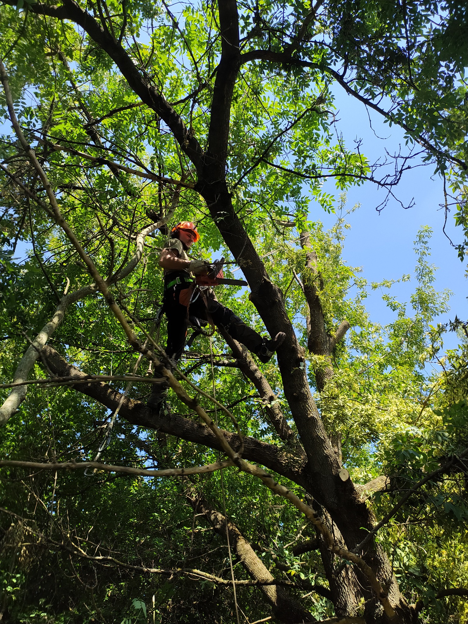 Arborysta w kasku i uprzęży, pracujący na wysokości w koronie drzewa, używając piły łańcuchowej. W tle błękitne niebo.