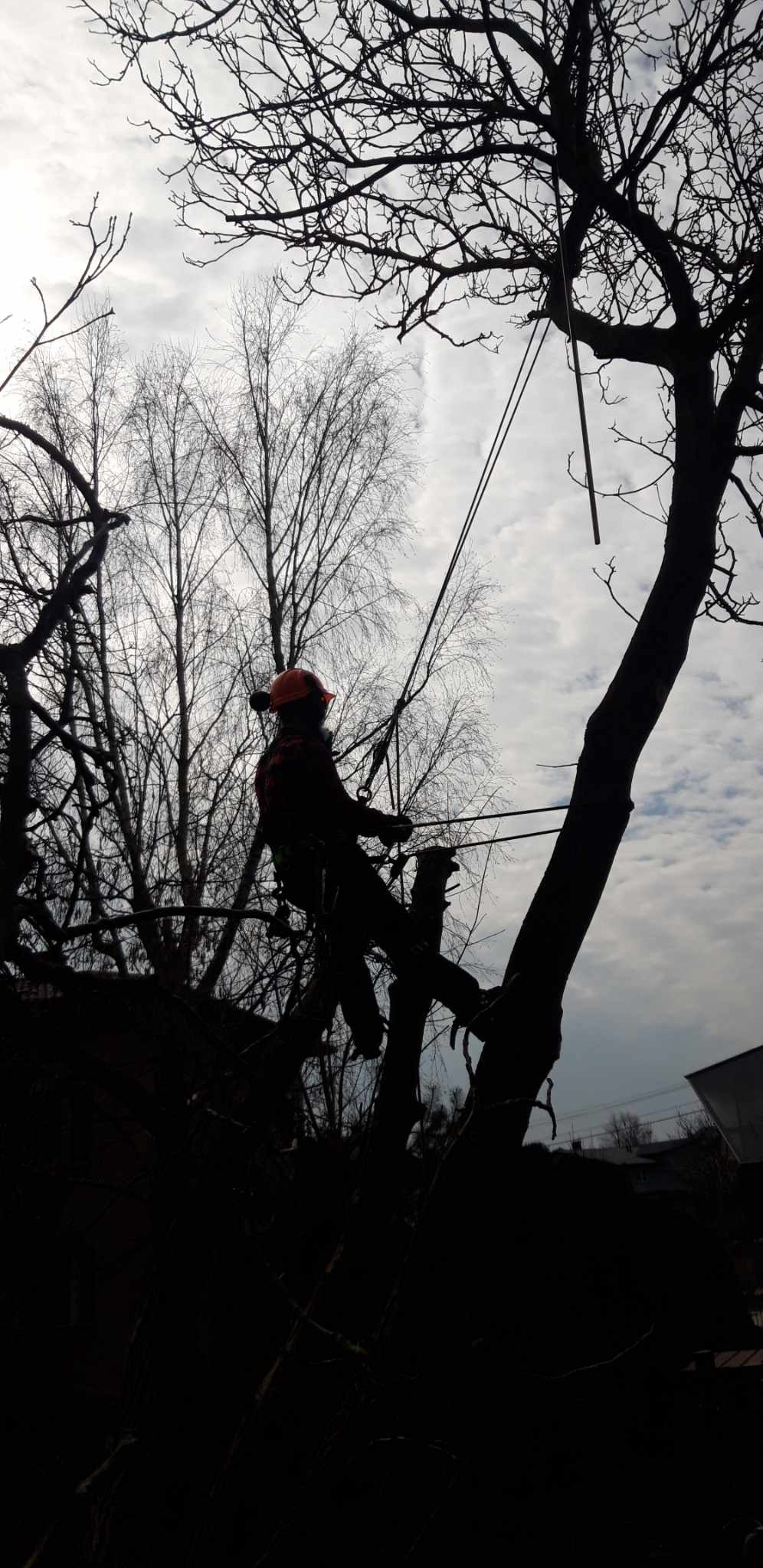 Arborysta w kasku i uprzęży linowej, pracujący na wysokości w koronie drzewa podczas pochmurnego dnia.