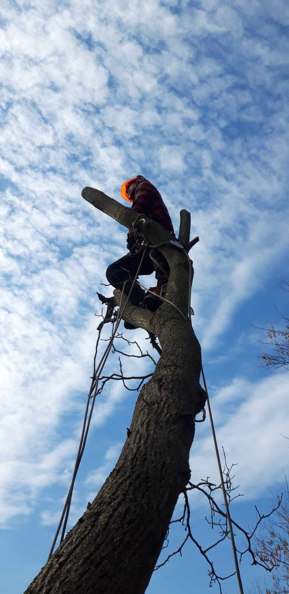 Arborysta w kasku i flanelowej koszuli siedzi wysoko w koronie drzewa, zabezpieczony linami, na tle błękitnego nieba z chmurami.