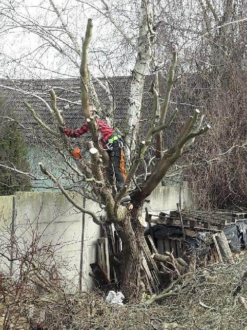 Pracownik w uprzęży, z piłą łańcuchową, przycina gałęzie brzozy. W tle betonowe ogrodzenie i sterta drewna.