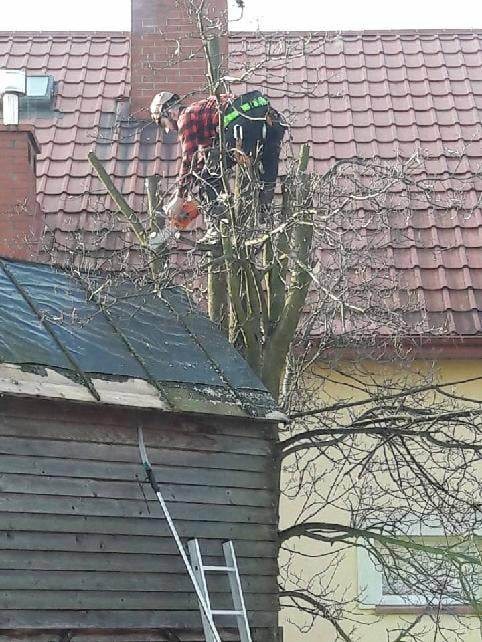 Dwóch arborystów w kaskach i uprzężach, jeden w czerwonej koszuli w kratę, przycina gałęzie drzewa za pomocą piły łańcuchowej na tle dachu z czerwonej dachówki i drewnianego budynku gospodarczego...