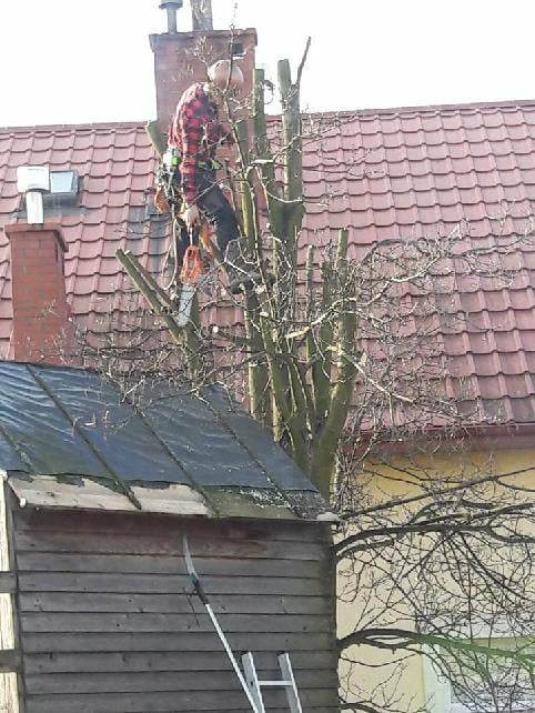 Pracownik w kasku i uprzęży, w trakcie cięcia gałęzi drzewa na tle dachu z czerwonej dachówki i drewnianej szopy.