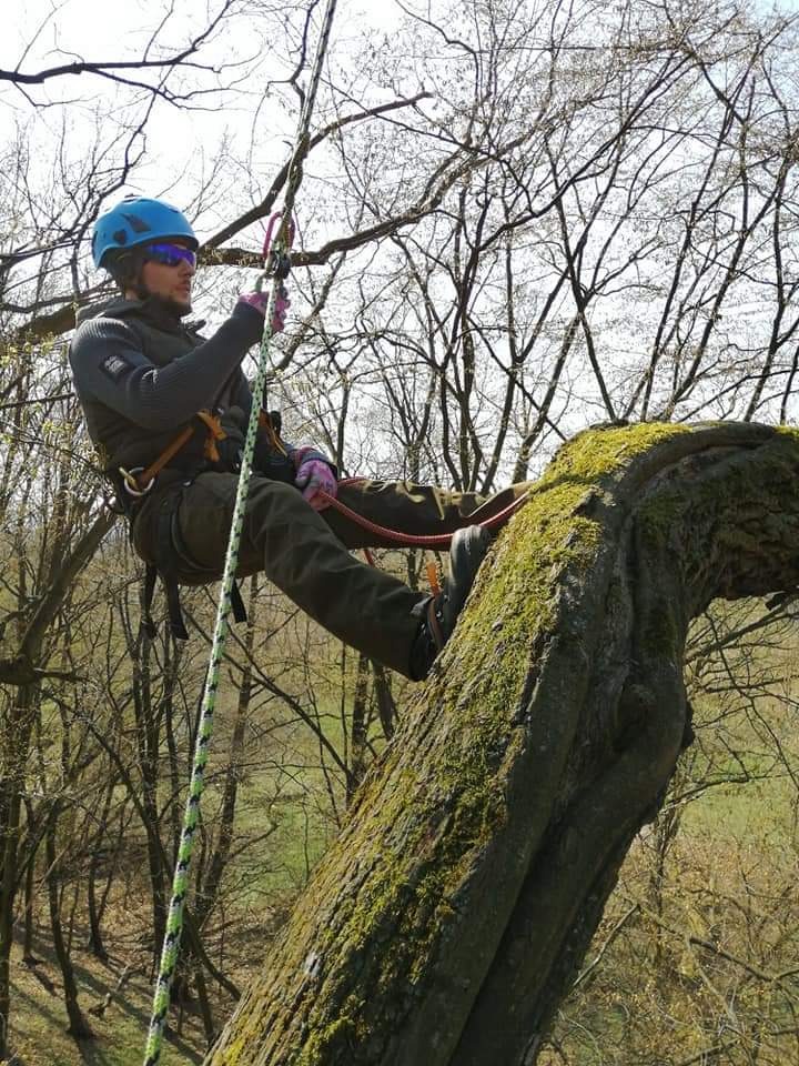 Arborysta w kasku i okularach, zabezpieczony linami, siedzi na grubej, omszałej gałęzi drzewa podczas pracy w Osieku. W tle gołe gałęzie i zieleń.