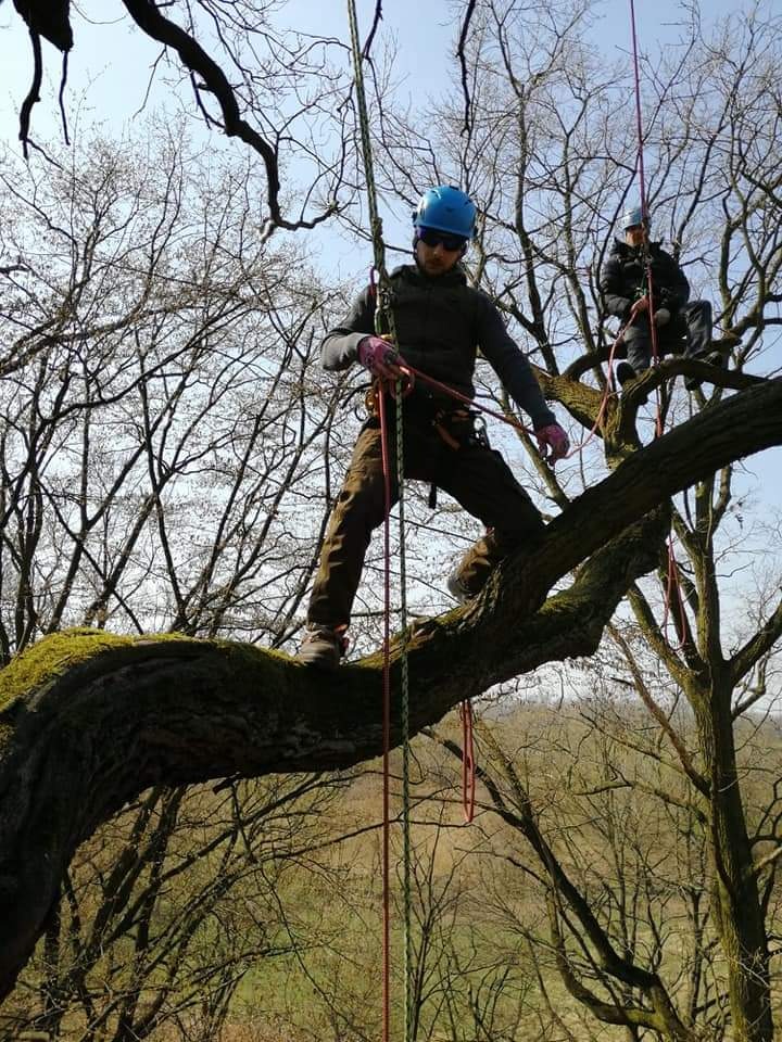Dwóch arborystów w kaskach i uprzężach, jeden stoi na grubej gałęzi drzewa, drugi siedzi wyżej, obaj zabezpieczeni linami, drzewa bez liści w tle.
