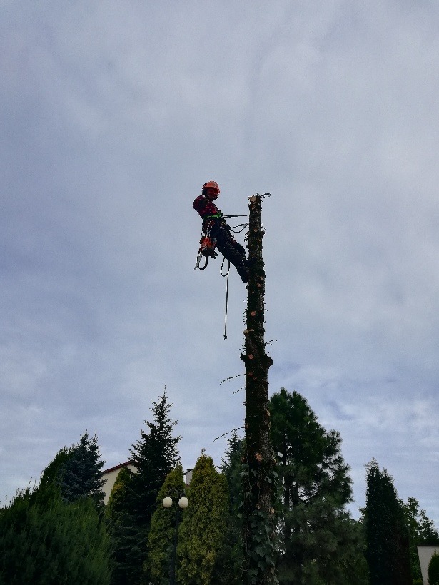Arborysta w kasku i uprzęży, w trakcie pracy na wysokim pniu drzewa z użyciem piły łańcuchowej, na tle pochmurnego nieba i zieleni drzew.