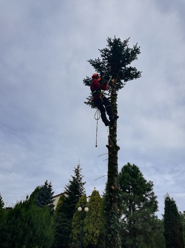 Pracownik w kasku i z piłą spalinową, zabezpieczony linami, wykonuje prace na wysokościach na drzewie iglastym, którego pień jest ogołocony z gałęzi.