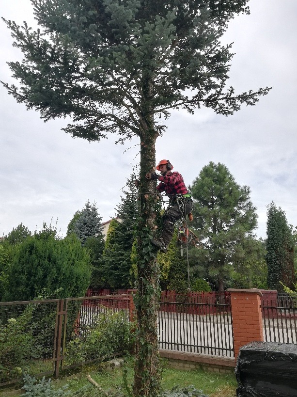 Arborysta w kasku i uprzęży, w trakcie wspinaczki na drzewo iglaste porośnięte bluszczem, z piłą łańcuchową zawieszoną obok, na tle zieleni ogrodowej i ogrodzenia.