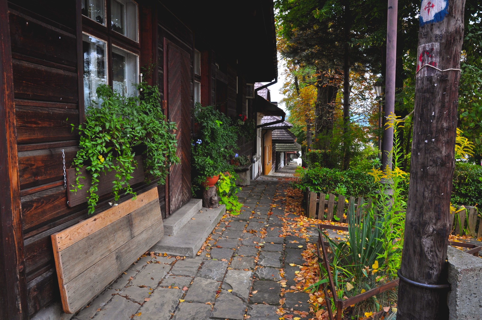 Urokliwa uliczka w Nowym Sączu z tradycyjną drewnianą zabudową, zdobiona kwitnącymi roślinami w donicach i wiszących skrzynkach, wybrukowana kamiennymi płytami pokrytymi opadłymi liśćmi.