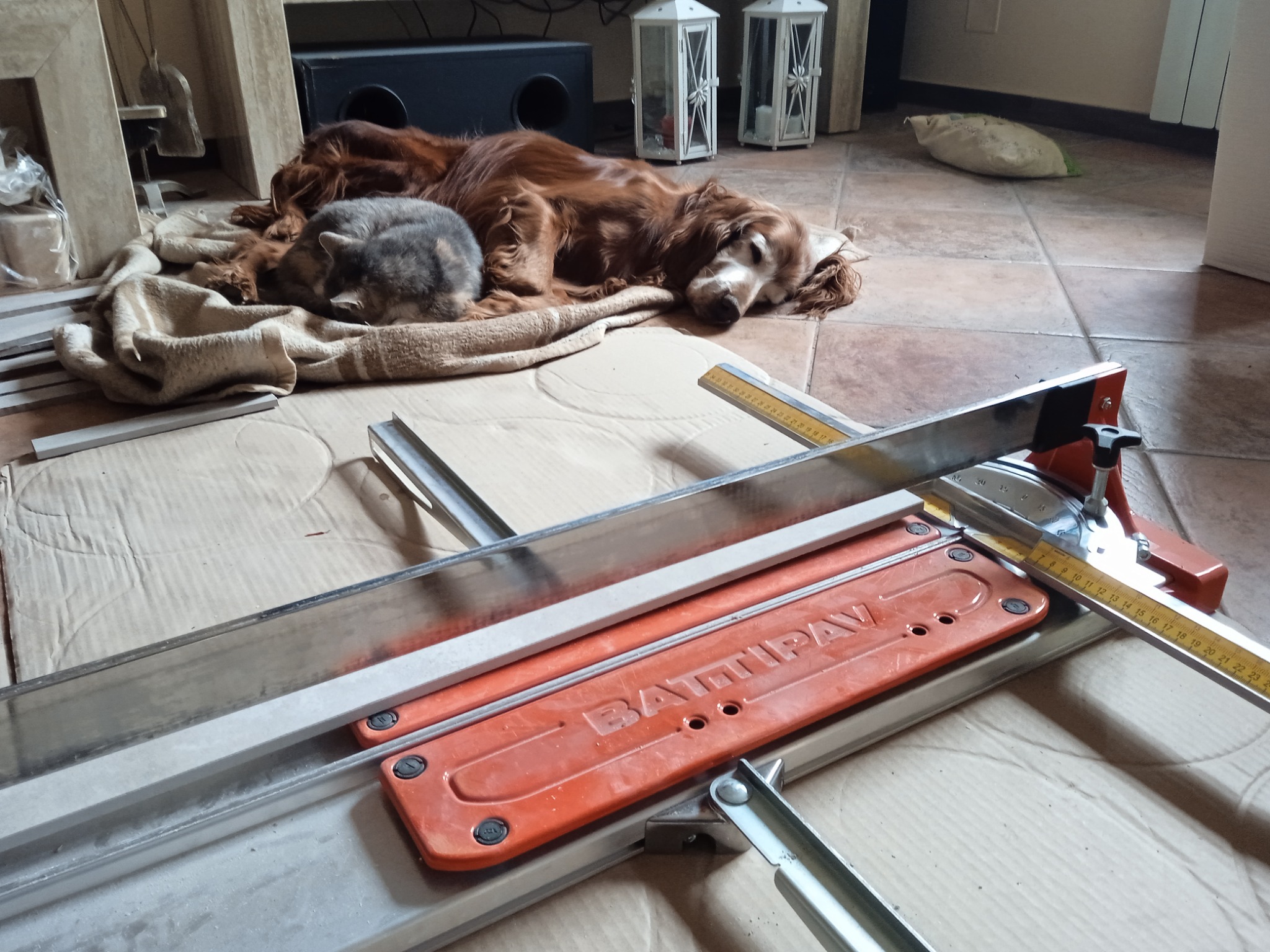 Przecinarka do płytek BATTIPAV na tekturowym podłożu z płytkami, w tle śpiący pies rasy seter irlandzki i kot, obok białe lampiony i głośnik.