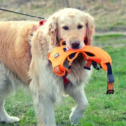 Golden Retriever niesie w pysku pomarańczowe szelki dla psa na tle zielonej trawy. W górnym lewym rogu widoczne logo firmy Tailup.