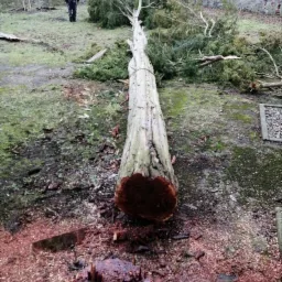 Ścięte drzewo iglaste leżące na ziemi, zabezpieczone sznurem, widoczny pień po ścięciu i drobne wióry, w tle oddalająca się postać mężczyzny.