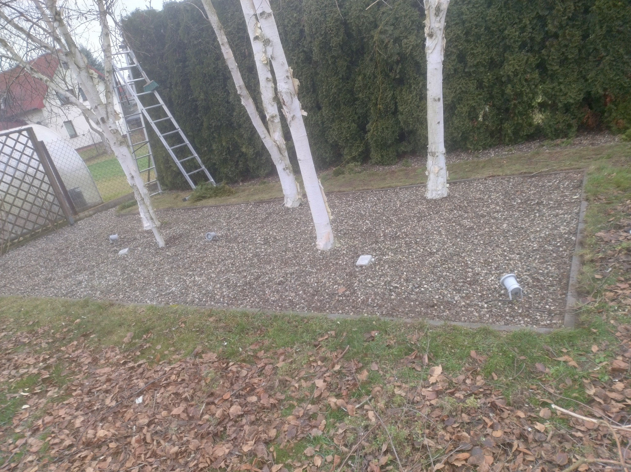 Kora kamienna wokół brzóz w ogrodzie, widoczne elementy instalacji nawadniającej i drabina oparta o żywopłot. Jesienne liście na trawniku.