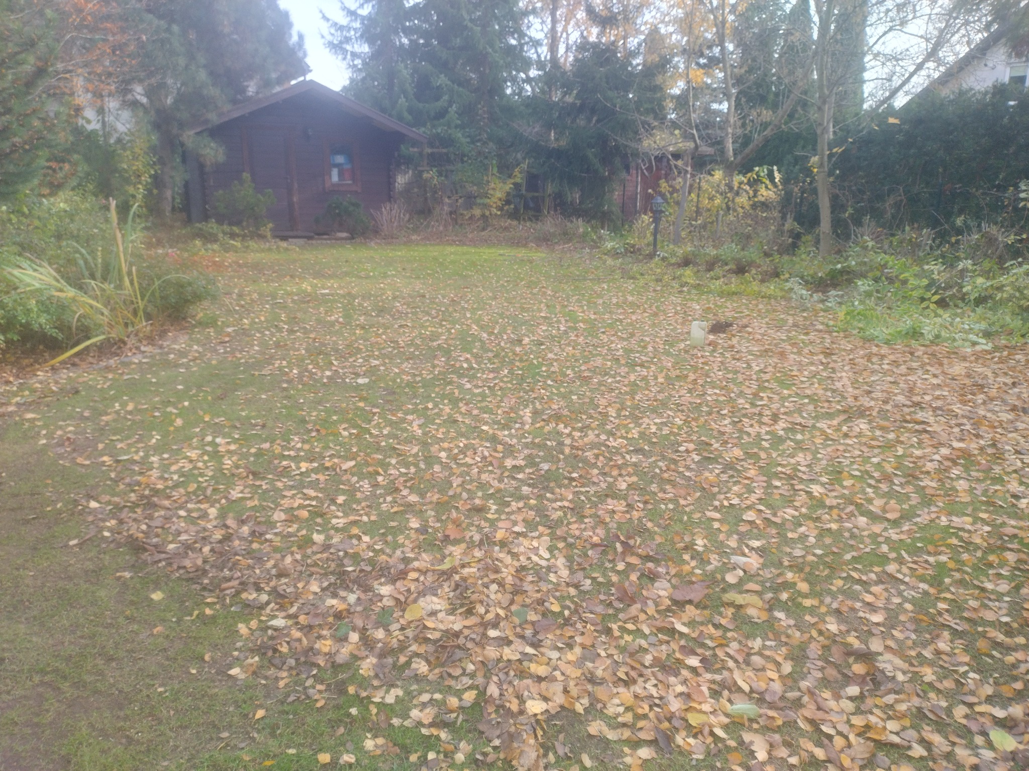 Jesienny ogród z domkiem: trawnik pokryty opadłymi liśćmi, w tle drewniana altana i drzewa. Naturalne światło, typowy krajobraz po sezonie.