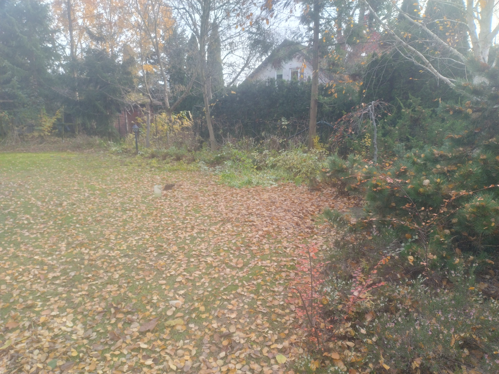 Jesienny ogród z trawnikiem pokrytym opadłymi liśćmi, drzewami w tle i fragmentem domu. Widoczne krzewy i roślinność. Mglista atmosfera.