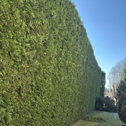 SzumiGarden - Wysoki, gęsty żywopłot z tui szmaragd, świeżo po przycięciu, z widocznymi gałązkami na trawie. Błękitne niebo w tle, słoneczny dzień. Regularny kształt żywopłotu.