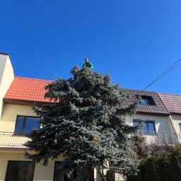 SzumiGarden - Mężczyzna w zielonej koszulce na szczycie dużej, gęstej, srebrzystej choinki przed budynkiem z czerwoną dachówką i żółtą elewacją w słoneczny dzień.