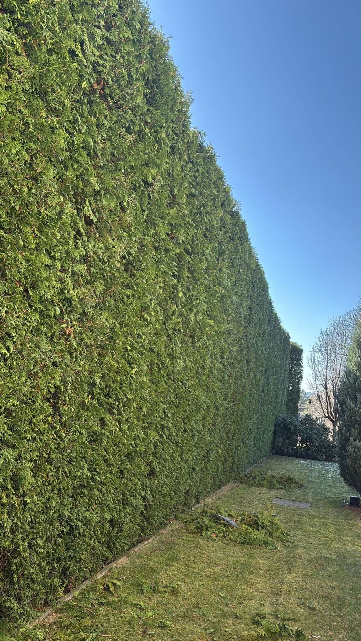 Wysoki, gęsty żywopłot z tui szmaragd, świeżo po przycięciu, z widocznymi gałązkami na trawie. Błękitne niebo w tle, słoneczny dzień. Regularny kształt żywopłotu.