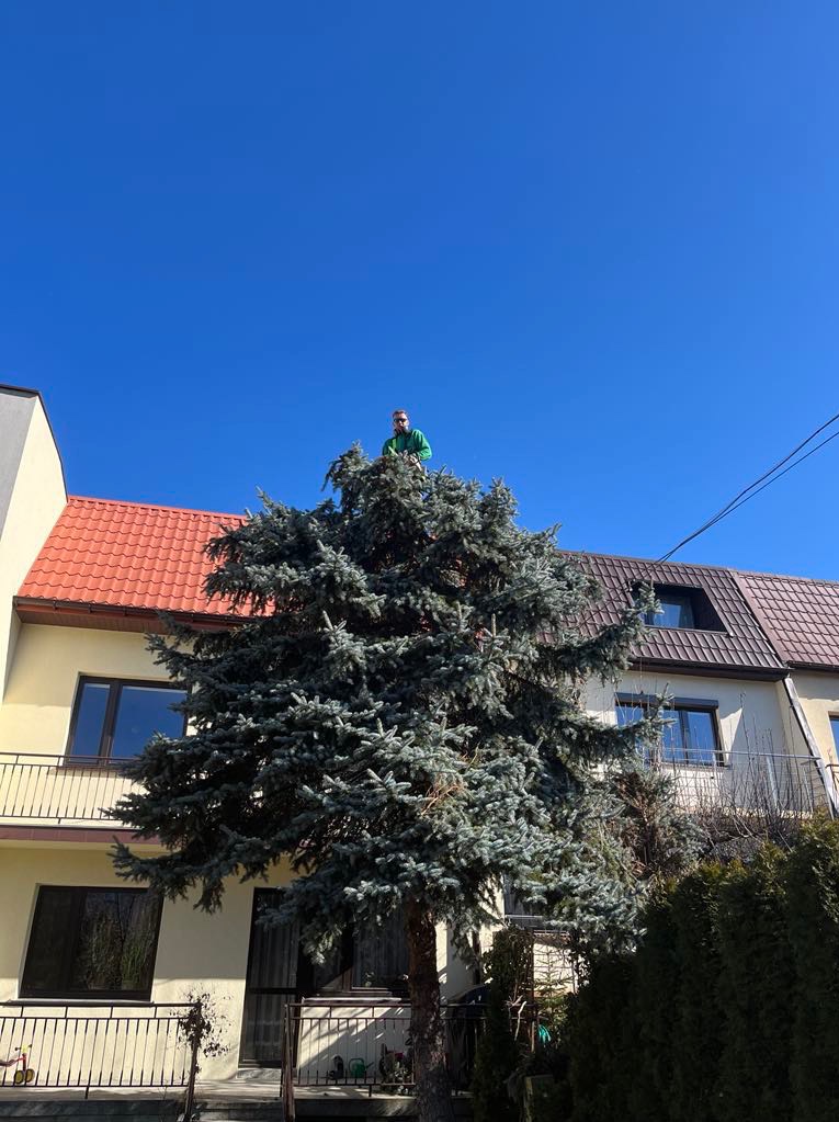 Mężczyzna w zielonej koszulce na szczycie dużej, gęstej, srebrzystej choinki przed budynkiem z czerwoną dachówką i żółtą elewacją w słoneczny dzień.