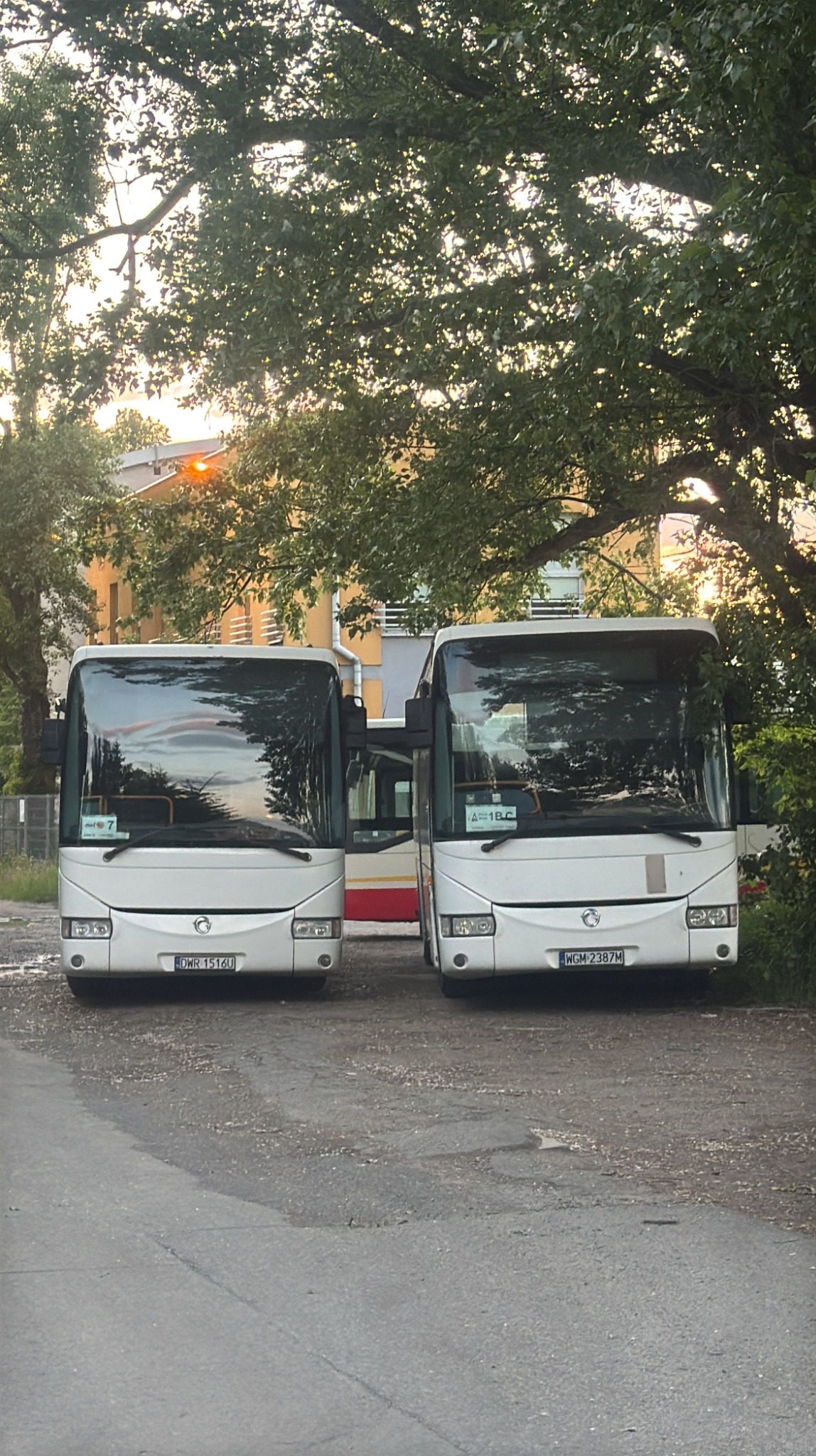 Dwa białe busy zaparkowane obok siebie, z widocznymi numerami rejestracyjnymi i oznaczeniami trasy, na tle zieleni i budynku w oddali.