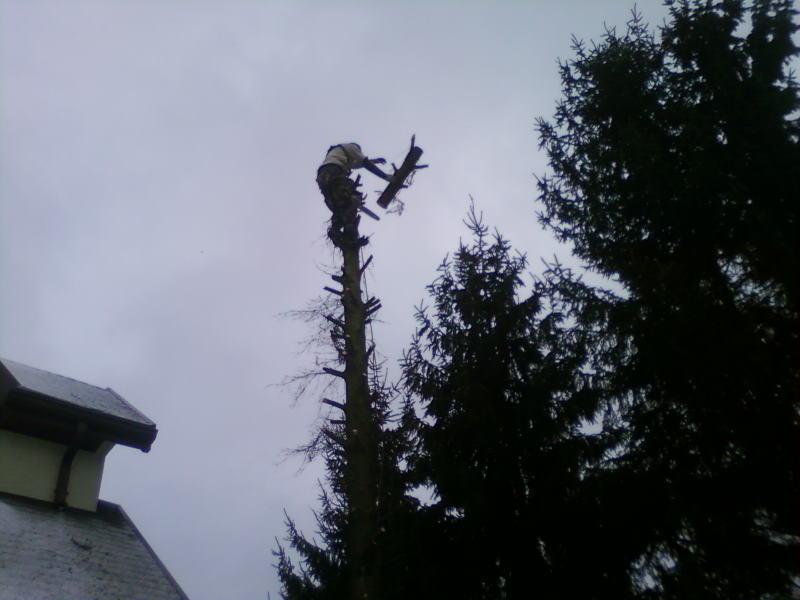 Pracownik na szczycie ogołoconego drzewa, odcina gałęzie. Widok z dołu na tle pochmurnego nieba i fragmentu dachu budynku.