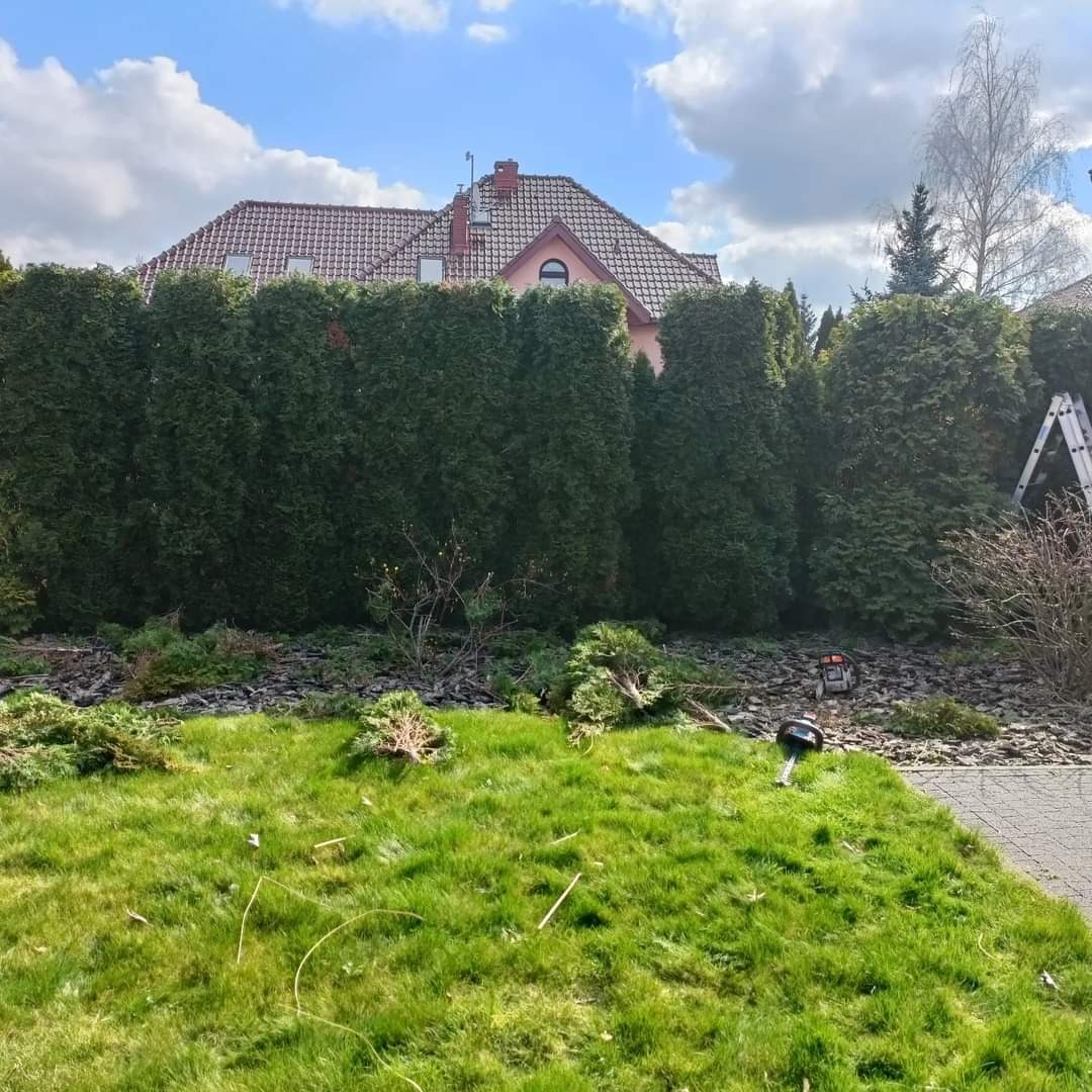 Przycięty żywopłot z tui przed domem, z pozostawionymi gałęziami na korze i trawniku, widoczna drabina i piła spalinowa.