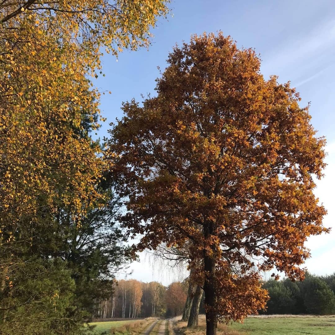 Jesienny krajobraz z polną drogą, drzewami o złocistych liściach i błękitnym niebem w tle.
