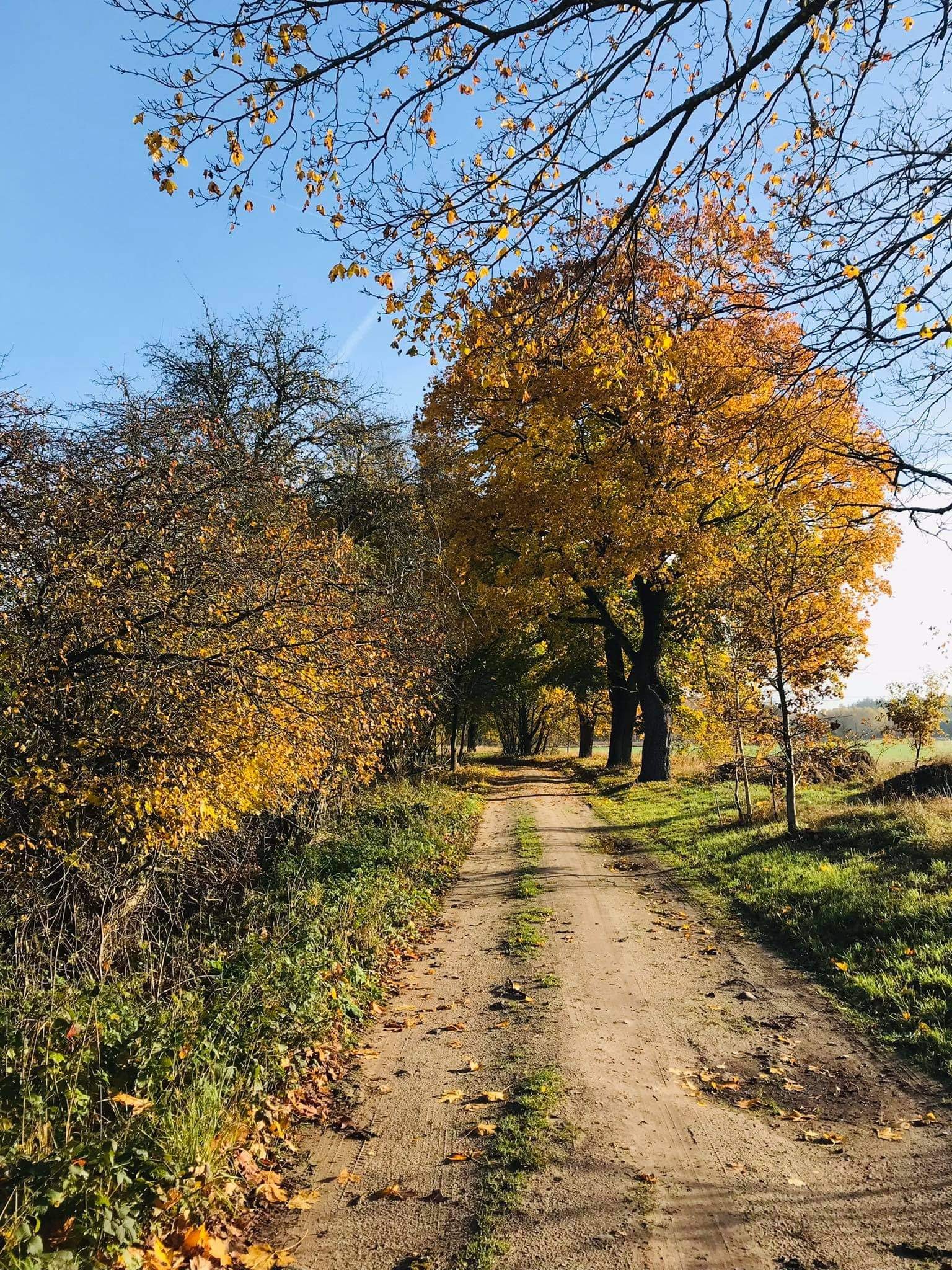 Jesienna droga gruntowa z drzewami w złocistych barwach, prowadząca przez łąkę pod błękitnym niebem.
