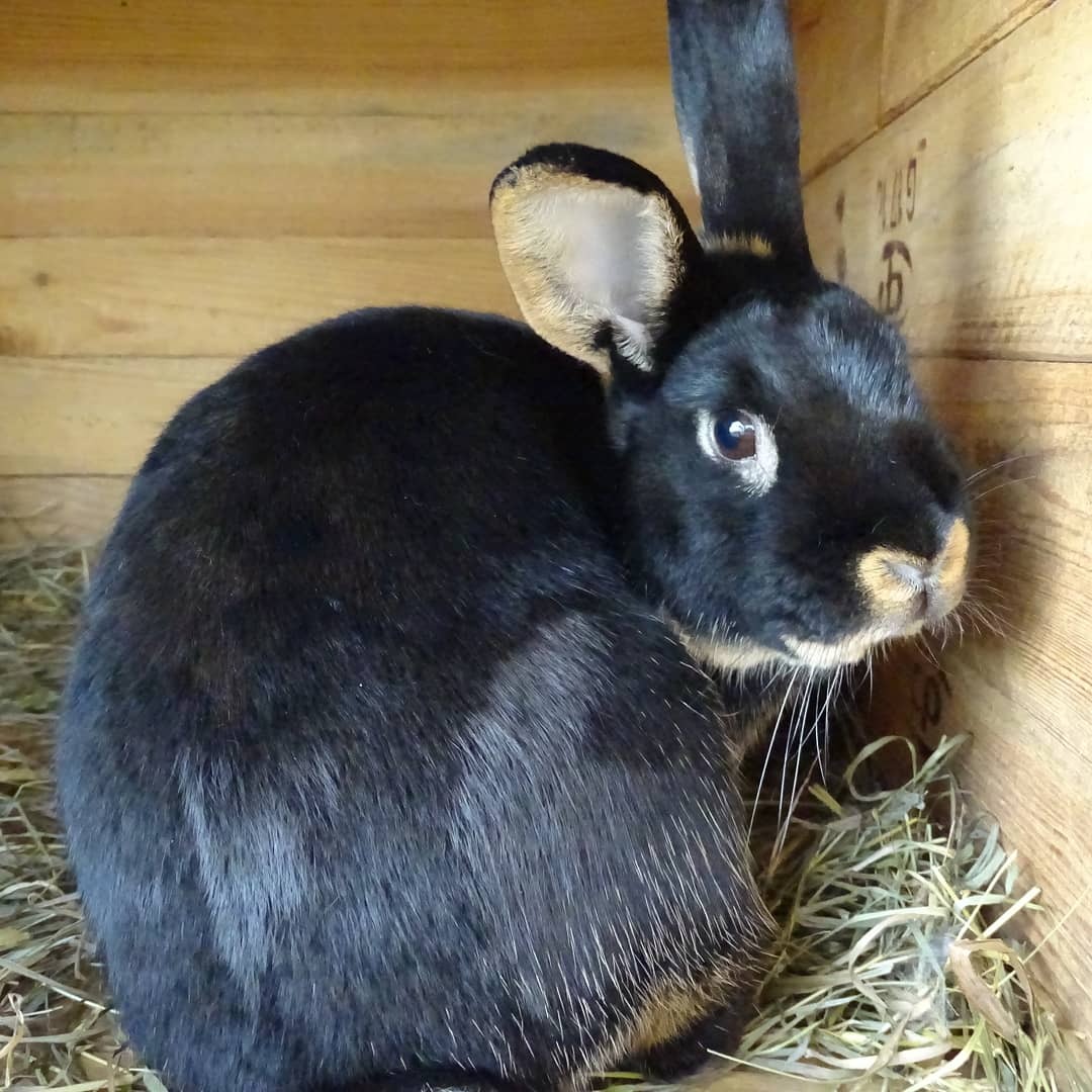Czarny królik rasy Rex w drewnianej klatce z sianem, z widocznymi jasnymi końcówkami uszu i pyszczka.