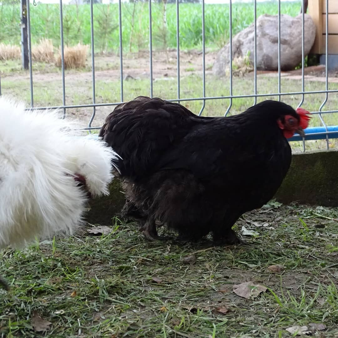 Dwie kury rasy brahma, czarna i biała, na trawie w Strzeczona, za siatką ogrodzeniową.