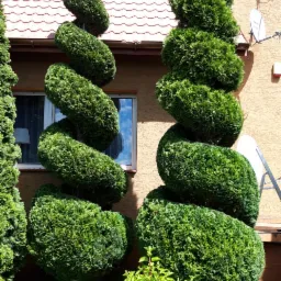 Formowane cyprysy w ogrodzie przydomowym, spiralne i kuliste kształty, na tle domu z czerwoną dachówką i błękitnym niebem.