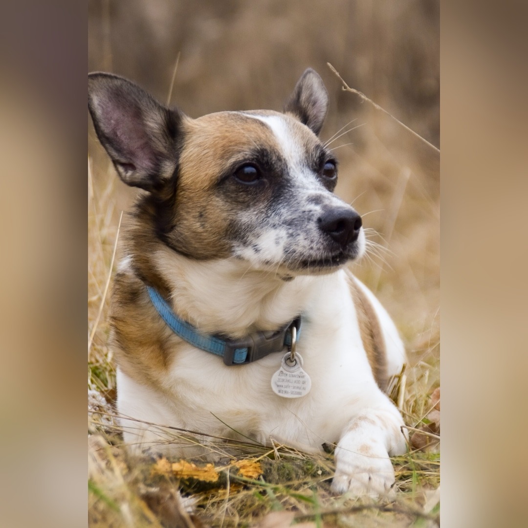 Portret psa rasy mieszanej z brązowo-białym umaszczeniem i błękitną obrożą z zawieszką, leżącego w trawie i patrzącego w dal.