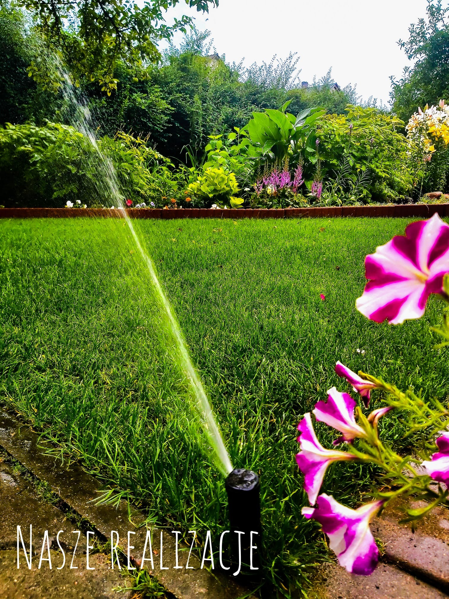 Automatyczne nawadnianie trawnika zraszaczem, w tle rabata z różnorodną roślinnością, na pierwszym planie kwiaty petunii z białymi i różowymi paskami.