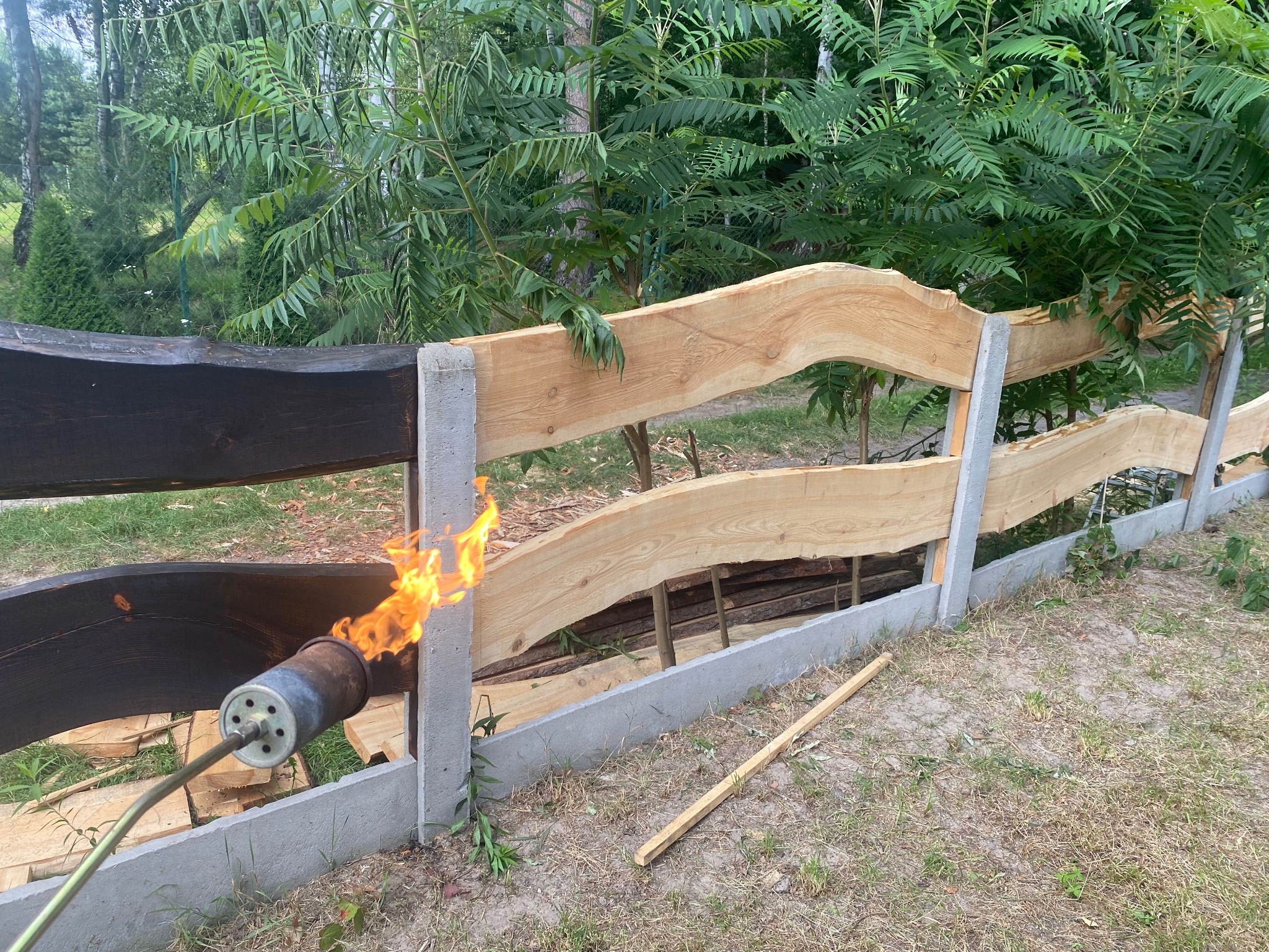 Opalanie drewnianego płotu z nieregularnymi deskami za pomocą palnika gazowego, z widoczną strukturą drewna i betonowymi słupkami, na tle zieleni.