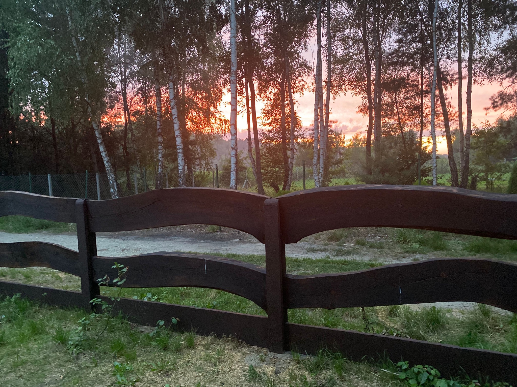 Ciemnobrązowe, faliste ogrodzenie z drewna na tle lasu brzozowego oświetlonego zachodzącym słońcem.