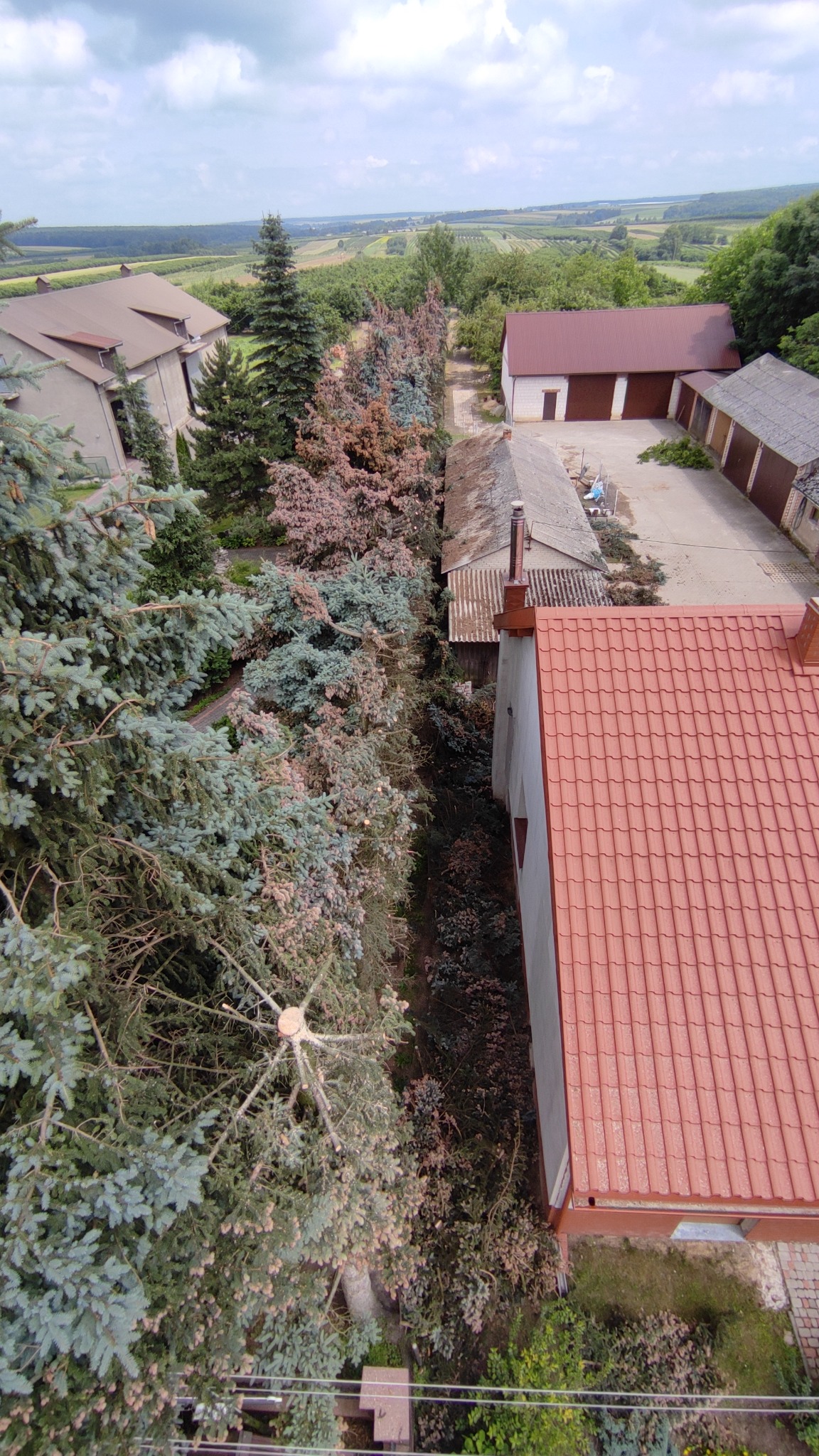 Widok z góry na ogród z przyciętymi drzewami iglastymi, sąsiednie budynki z czerwonymi dachami i rozległe pola w tle.