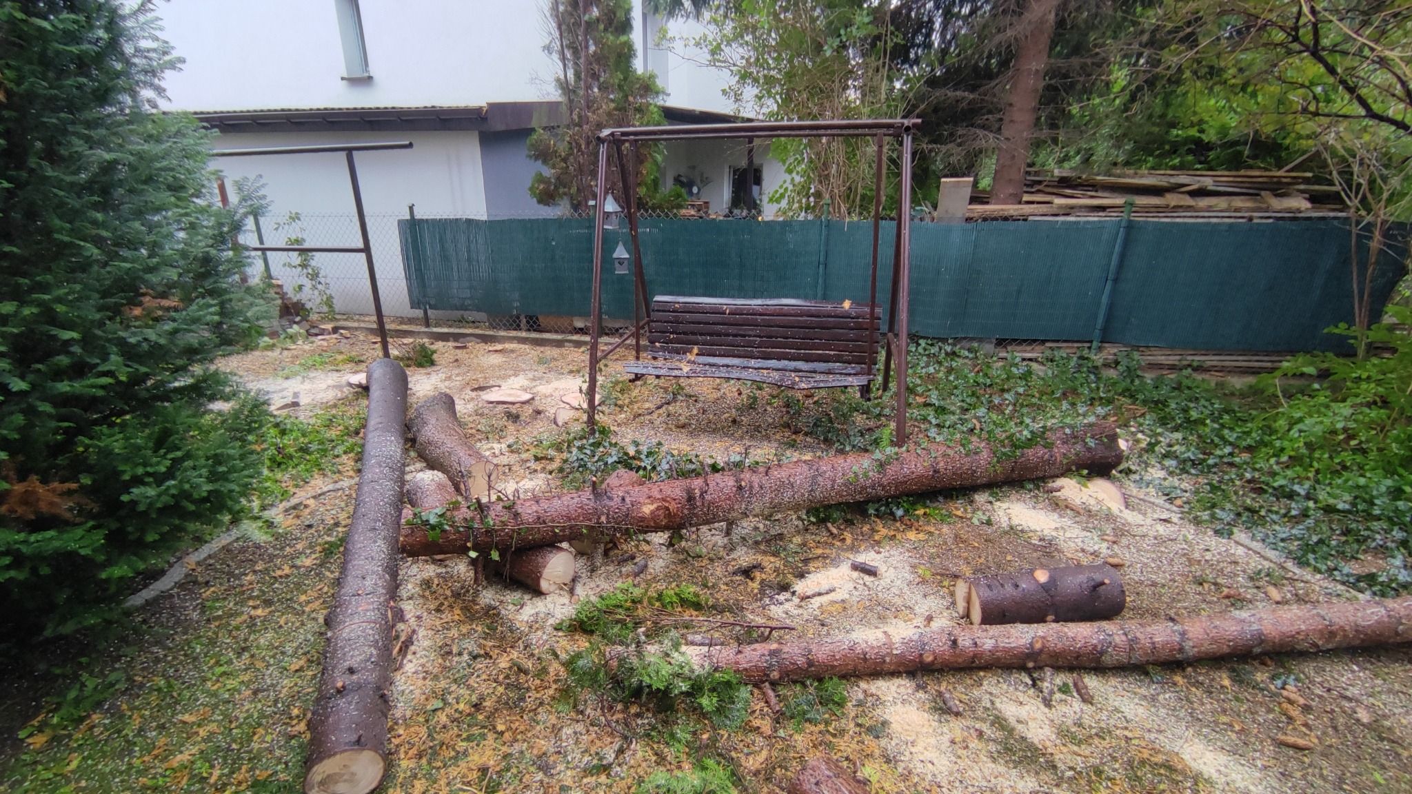 Świeżo ścięte pnie drzew leżące na trawie obok huśtawki ogrodowej, w tle zielony płot i budynek mieszkalny w pochmurny dzień.