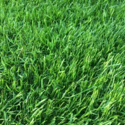 trawnik siany i z rolki