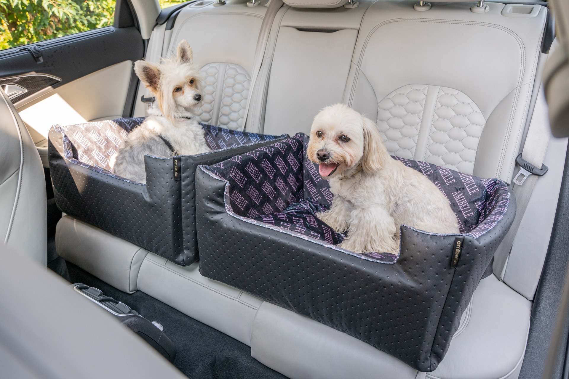 Dwa małe, białe pieski rasy Yorkshire Terrier i Maltańczyk siedzą w czarnych, skórzanych pokrowcach na tylnych siedzeniach samochodu w Stęszewie. Pokrowce mają wzór z napisem 'AMIBELLE'.