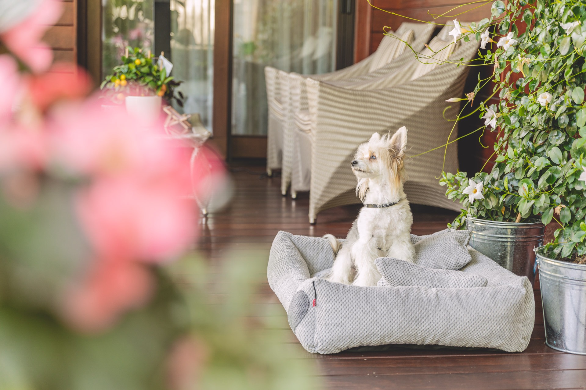 Mały, biały pies rasy chiński grzywacz siedzi w szarym, pluszowym legowisku na drewnianym tarasie. W tle widoczne wiklinowe krzesła, kwiaty w donicach i przeszklone drzwi.