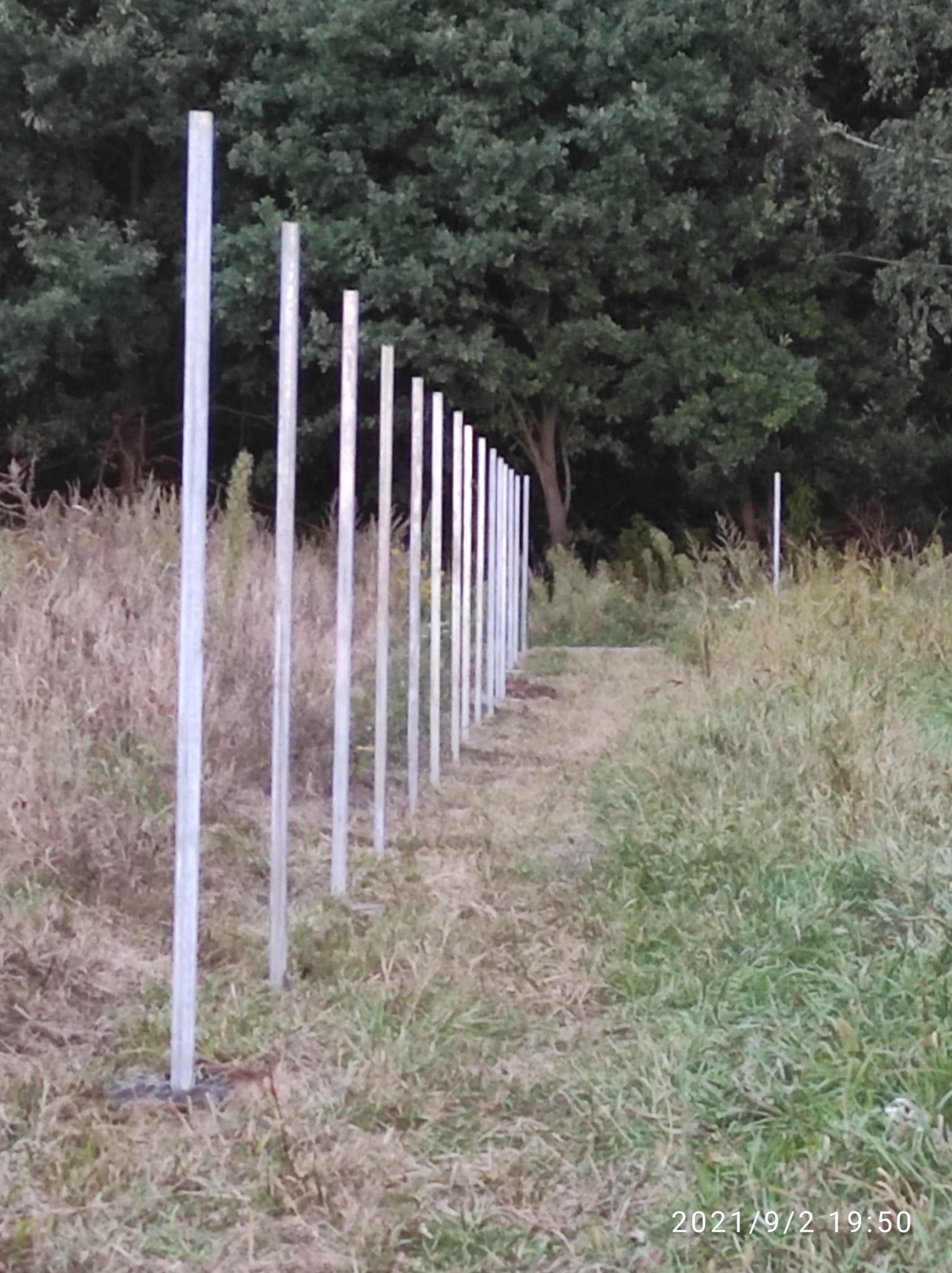 Rząd pionowych, metalowych słupków wbitych w ziemię na skraju zarośniętego terenu, prawdopodobnie wyznaczających granicę lub ogrodzenie, z widocznym lasem w tle.