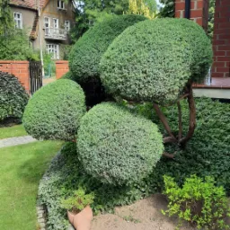 Krzew ozdobny formowany w kulę, otoczony rabatą z niskimi roślinami i dekoracyjną donicą w kształcie rogu, na tle domu z czerwonej cegły.